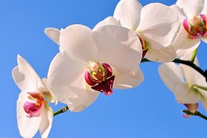 世界帆船赛事气象监测覆盖地图与数据订阅说明，世界帆船赛基地